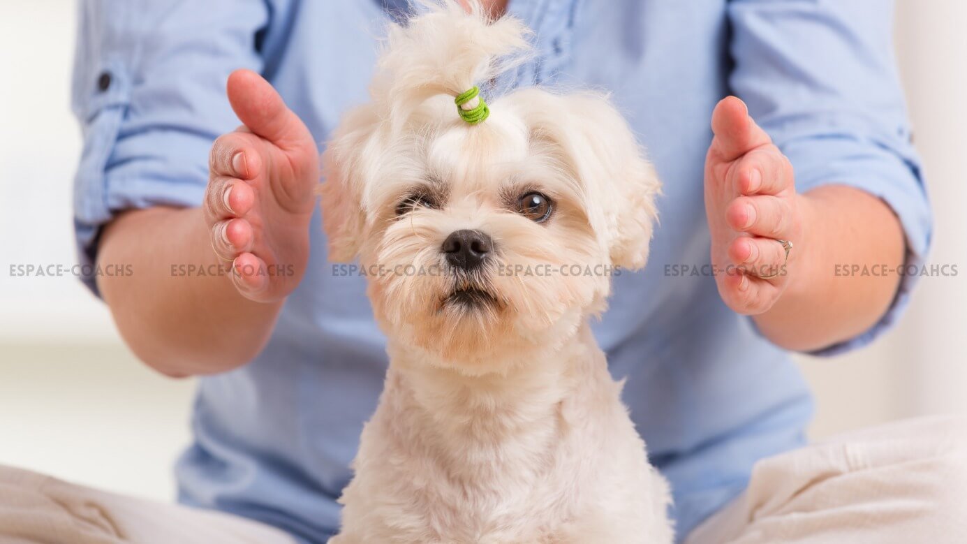Reiki animalier - Formation 14.4.23
