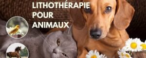 Lithothérapie pour Animaux