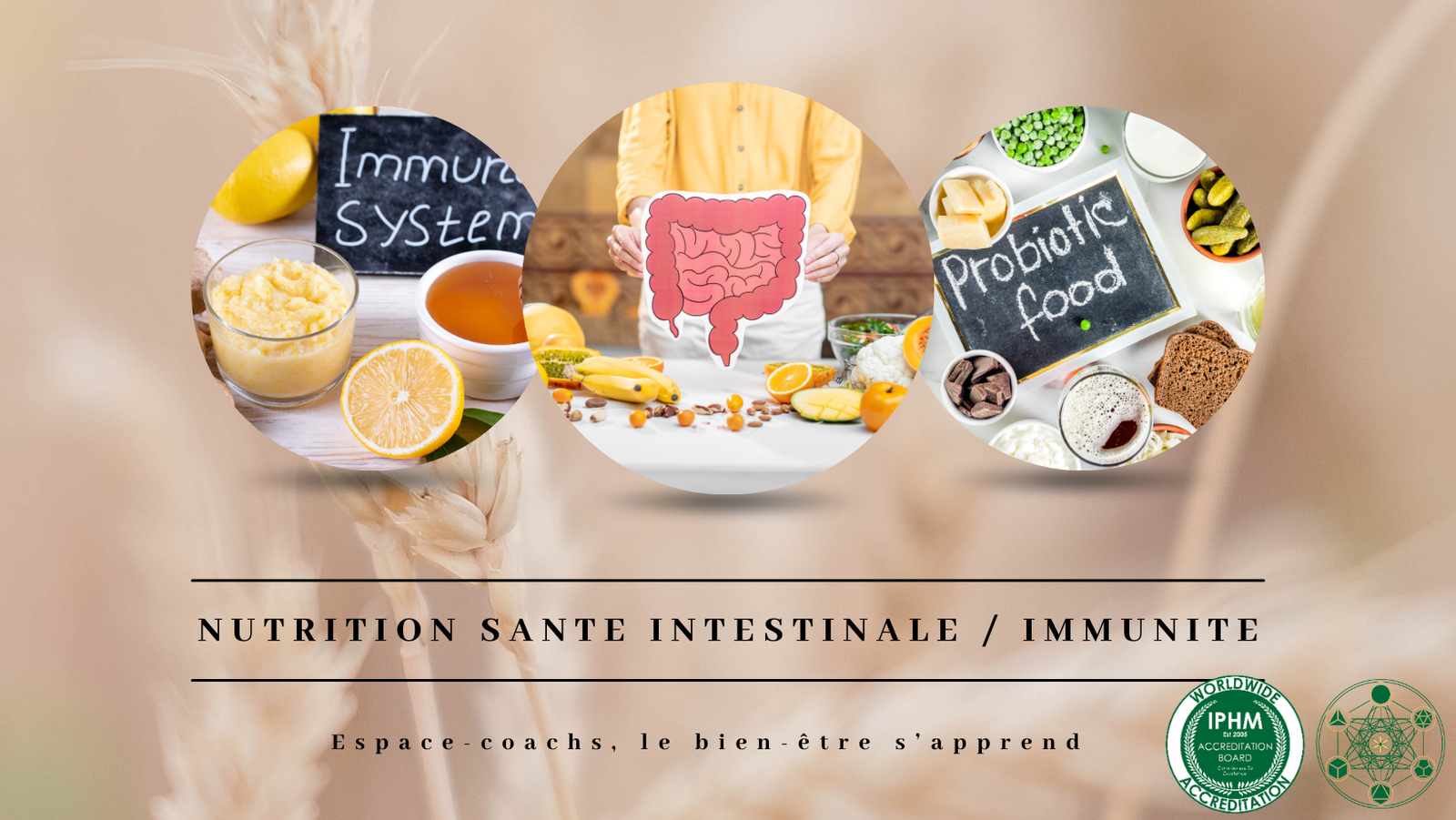 Nutrition et santé intestinale/immunité - Formation 7.10.24 à Verlaine