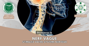 Design 2025 – Nerf vague (Thérapie)